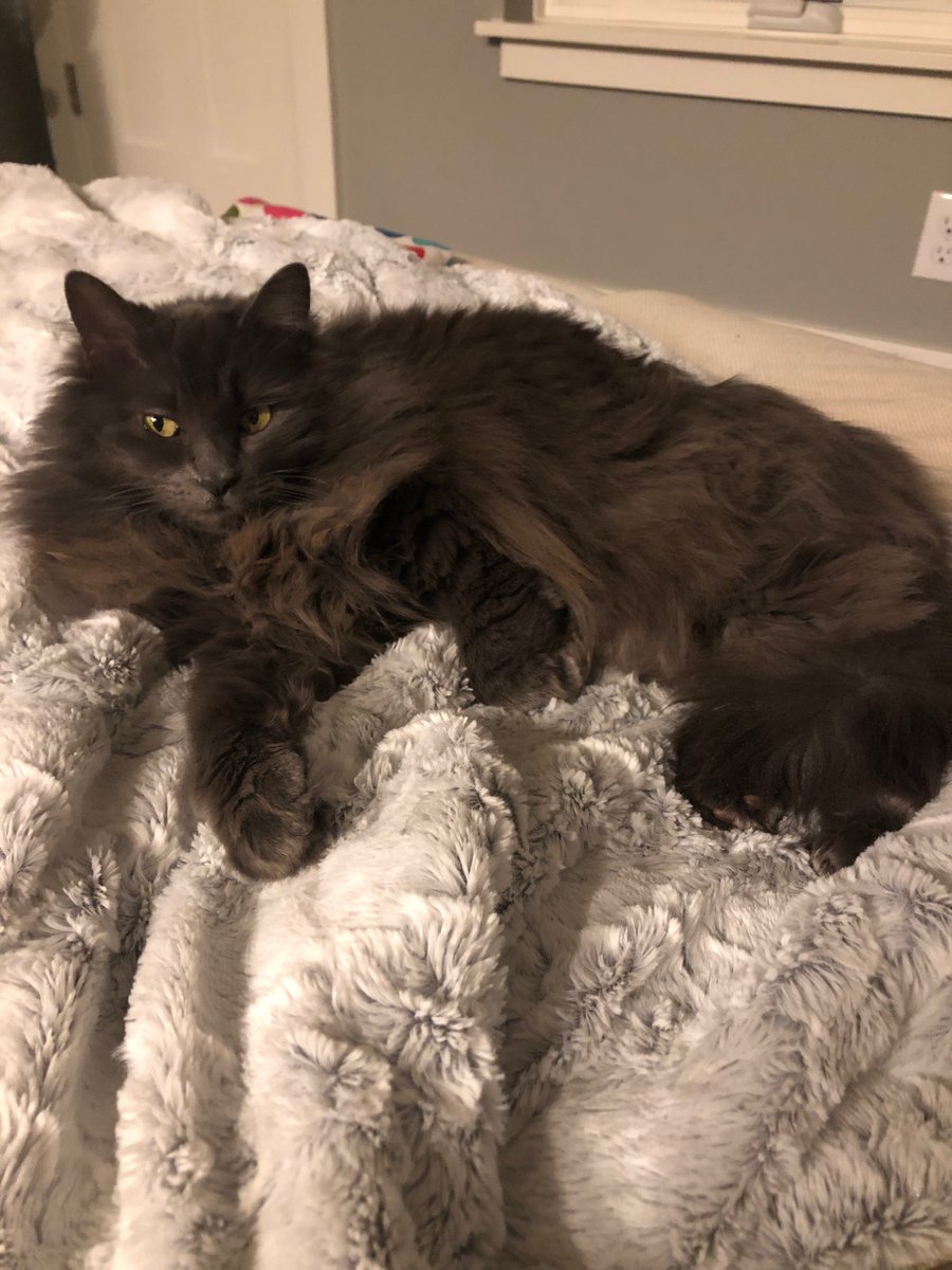 abbjmc's tweet photo. @jaimealyse I have a very judgy cat for you if that helps https://t.co/wSnCybmOi3