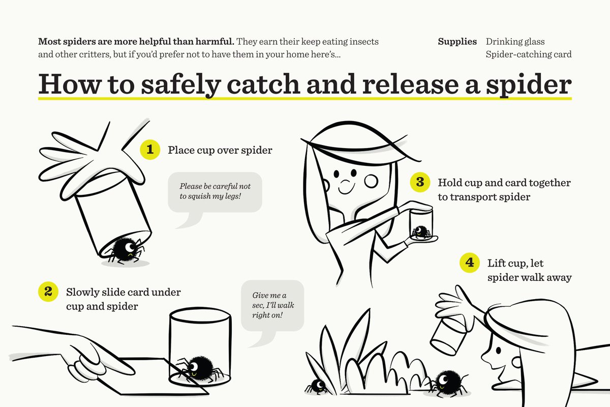 On this #SaveASpiderDay if you need to release a spider, here are a few #diy tips how to safely do it and save it's tinny but valuable life (in both English and #espanol )