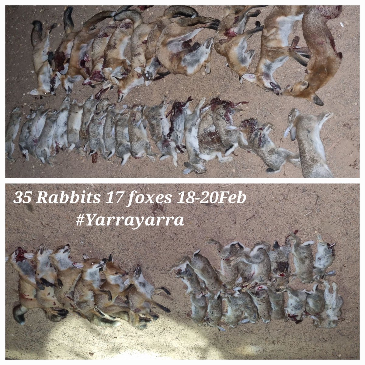 RedCardRF's tweet image. We’re heading into our last few Red Card events for this season. Shires within the Yarra Yarra catchment are back out again this weekend for round two. Here’s some results from their February event in Carnamah.