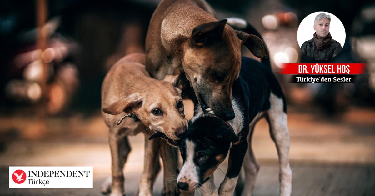 Dr. Yüksel Hoş  yazdı: İnsan, linç korkusu, rant ve biyolojik yok oluş
 
📍 Evine almadığın köpek, dışarıda can alır!

📍 Hayvanseverlik ambalajındaki rant saldırılarına da karnımız tok

📍 Çözüm, tüm modern ülkelerde uygulanan çözümdür

indyturk.com/node/484616