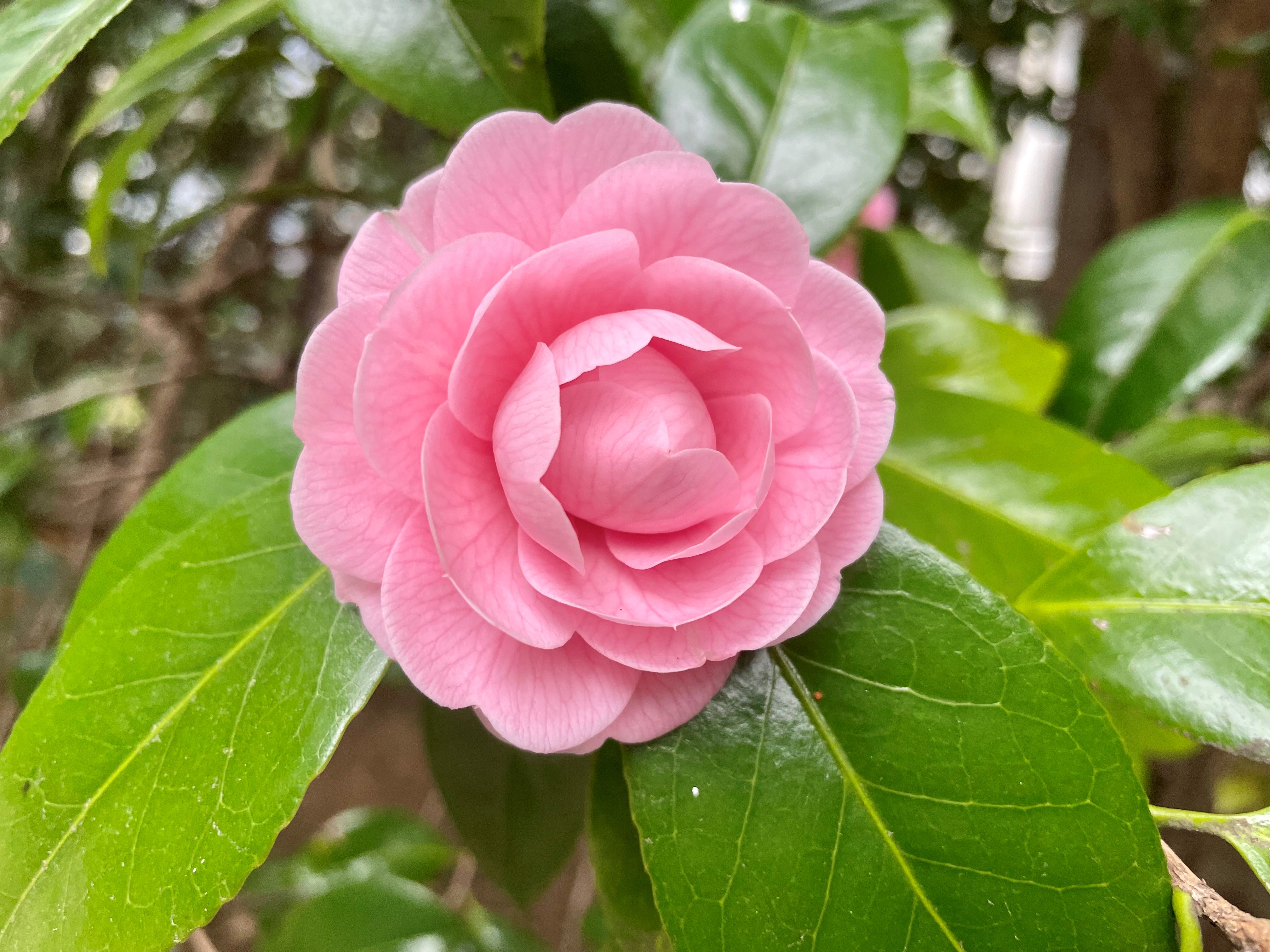 四月 Pa Twitter 初めて乙女椿に出会って 道内のもので 薔薇でも無し 思わず調べました それも4年前のたまアリの時に行った赤羽団地で 沢山咲き誇って夢みたいな光景 もう工事は少しずつ始まってた 乙女椿 Twitter