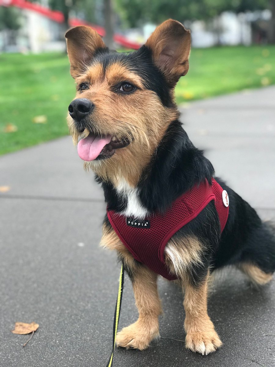 aberman1019's tweet photo. @NEHumaneSociety This is Louie ❣️ https://t.co/QQ0oX3Y308