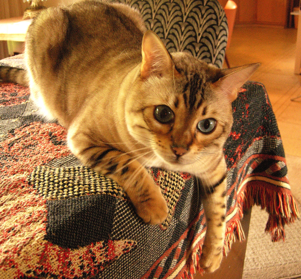 Cat Photo Every Hour (@catphotobot) on Twitter photo 