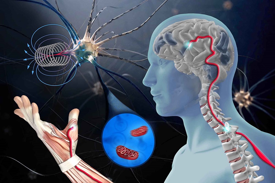 #neurodegenerativeErkrankungen: Im Kampf gegen #AmyotropheLateralsklerose erwecken Forschende mit Magnetfeldern gezielt die Motoneuronen zu neuem Leben. @HZDR_Dresden @tudresden_de #ALS healthcare-in-europe.com/de/news/mit-ge…
