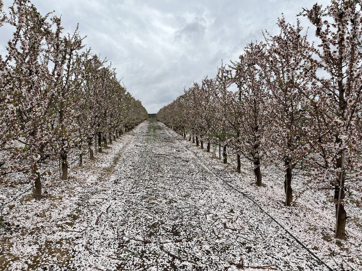 AlbertoVimar's tweet photo. Llego la nieve !!! Siempre es espectacular la floración de la variedad #Soleta https://t.co/nwCup11spr