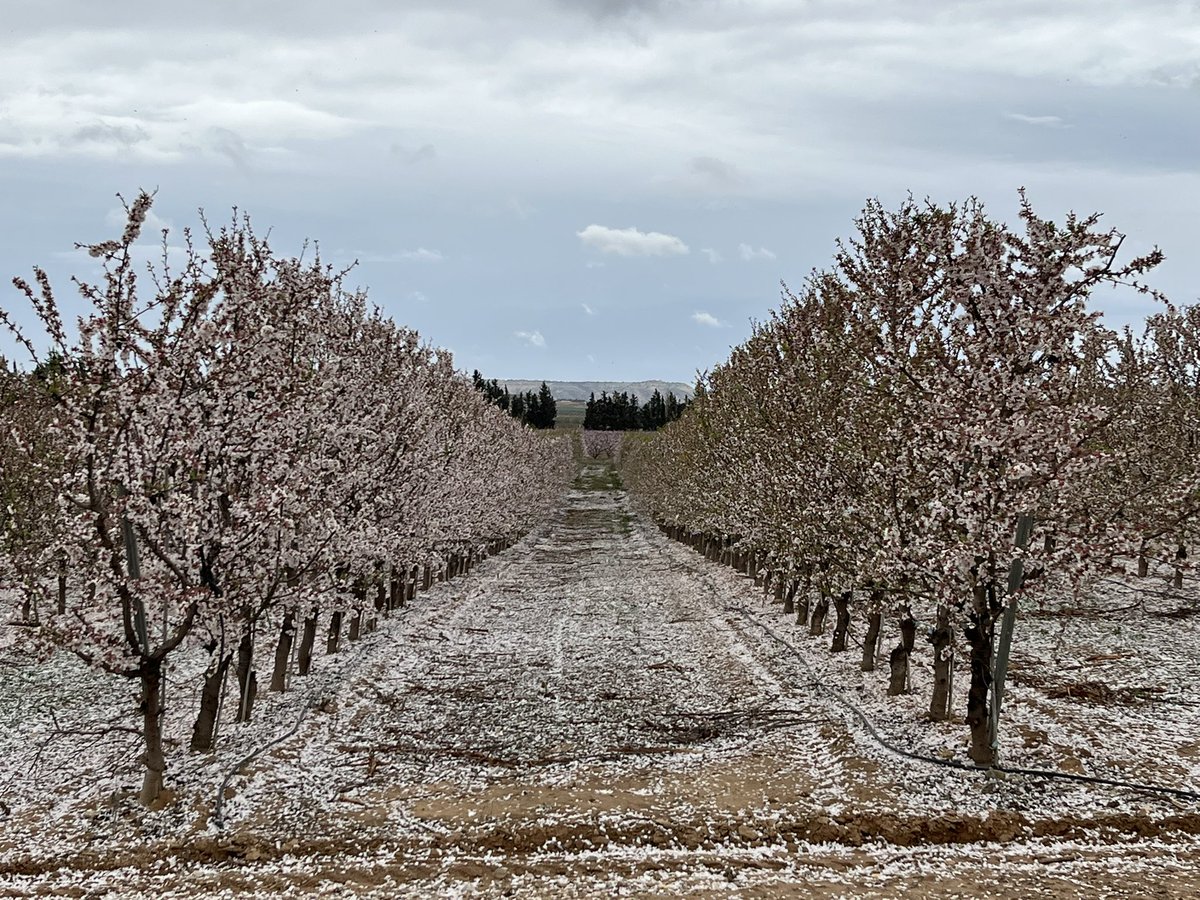 AlbertoVimar's tweet photo. Llego la nieve !!! Siempre es espectacular la floración de la variedad #Soleta https://t.co/nwCup11spr