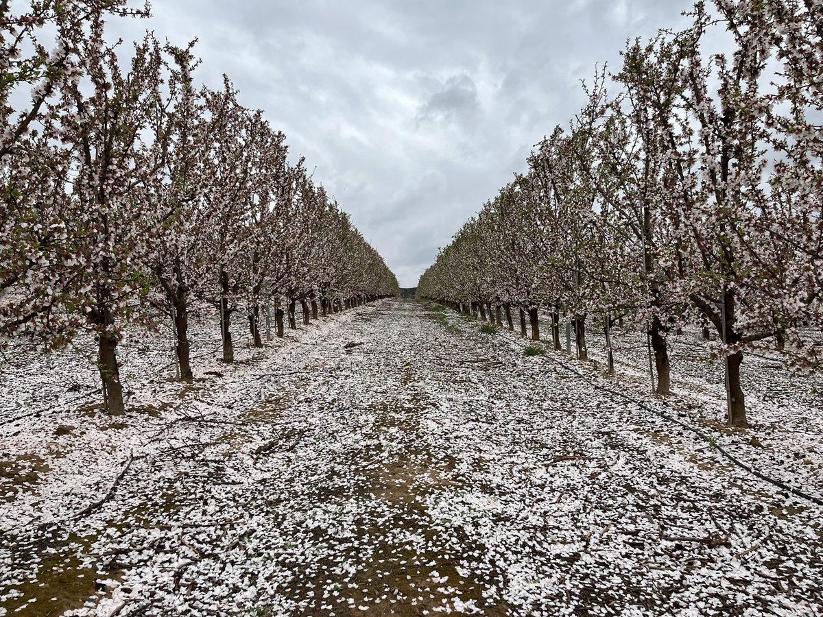 AlbertoVimar's tweet photo. Llego la nieve !!! Siempre es espectacular la floración de la variedad #Soleta https://t.co/nwCup11spr