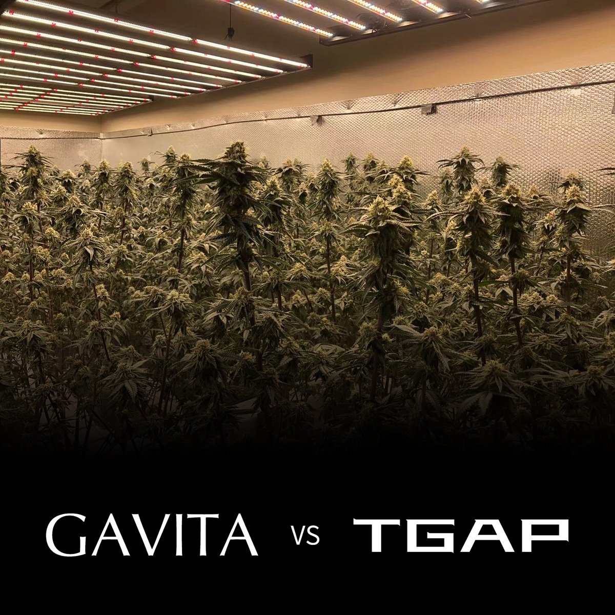 GalenYang4's tweet photo. Shout out to the Growmies in California, who loaded the test for TGAP against GAVITA three months ago, and we are proud to share some pics in WEEK SIX with TGAP FAM.

#tgaplighting #tgap #LightSpectra #LEDvsHPS #GrowLight #FirstHydro #Growsupplies #hydroponics #indoorgrow https://t.co/x1I5i27Otq