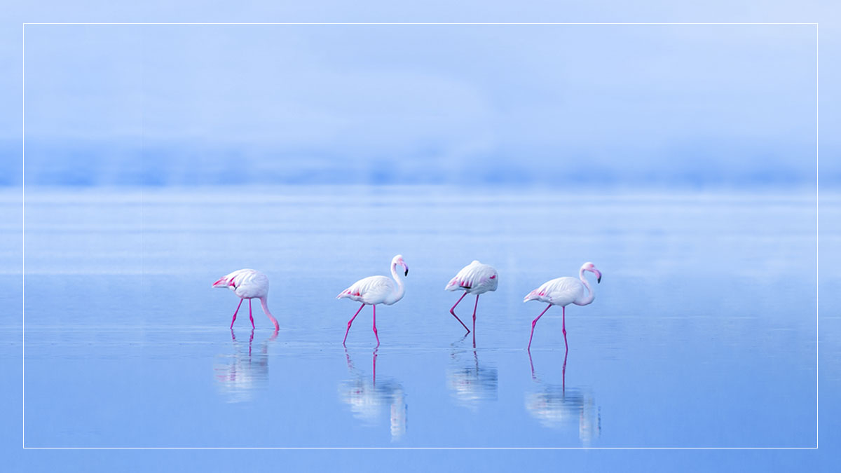 my_rajasthan's tweet photo. Follow me fellas… the buffet is laid here! Can you give this stunning image of flamingos captured at the Sambhar Lake a quirky caption? Share with us in comment.
#CaptionThis #WildlifeOfRajasthan https://t.co/pNjT3m3Z3G