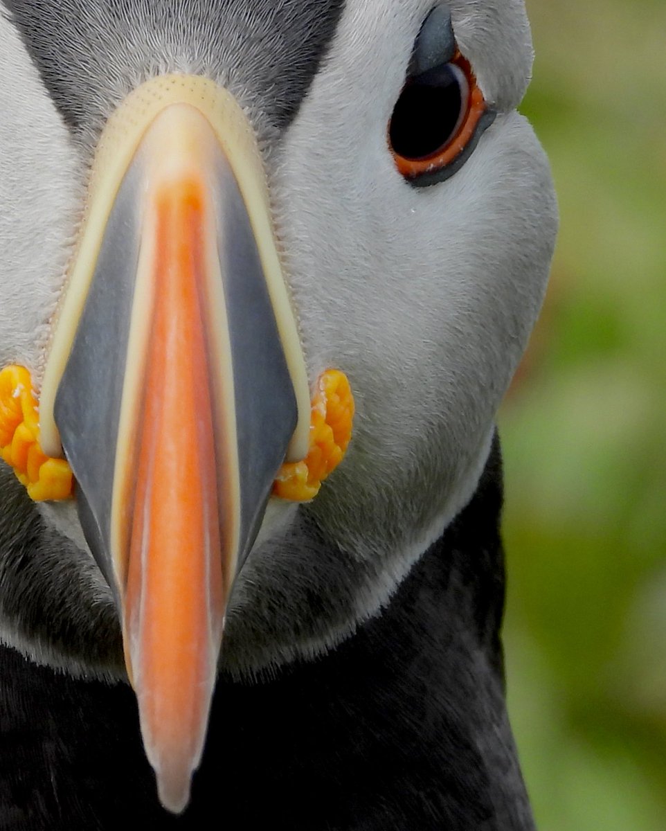 GaryBlack1970's tweet photo. 🖤❤️”Your Daily Plump of Puffin”❤️🤍

#nature #photography #birdtonic  #TwitterNatureCommunity #Puffins #Birds #NotMovingOn https://t.co/ry3YUNsY4c