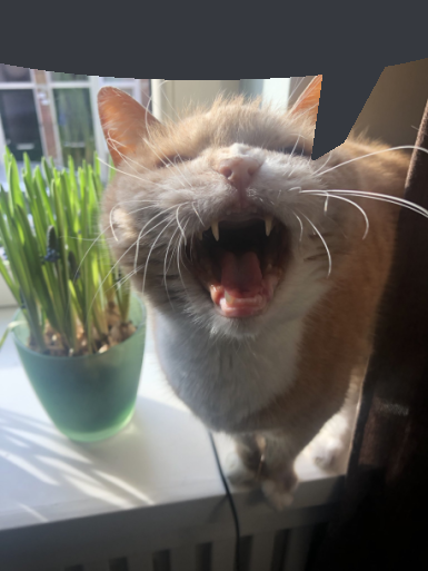 SlimesAre's tweet photo. @nocturnaly_ meow I agree, meow. https://t.co/DBJHHGwlW6