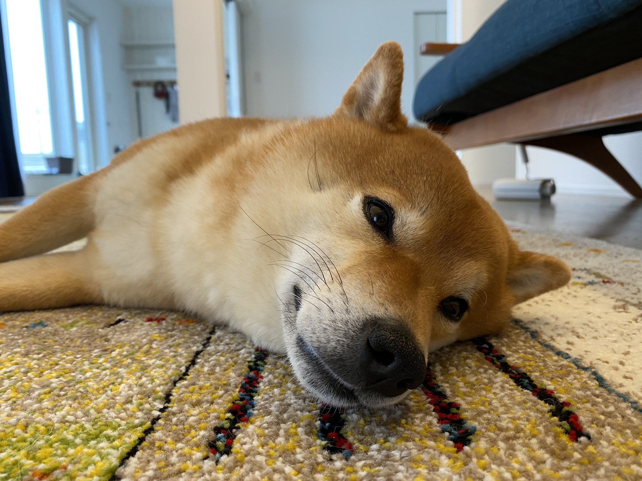 よりめのはちくん。 on X: 我らがたぬぅ t.coEgKwDv2XFI  X