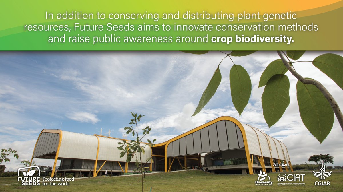 andrezed's tweet photo. 67,000 distinct varieties can’t be wrong! Choose @CGIAR @BiovIntCIAT_eng #FutureSeeds as new home. Combine conservation and use of crop diversity to improve crops for higher yields, better nutrition and climate resilience. #OneCGIAR https://t.co/HSnIQ3VvIk