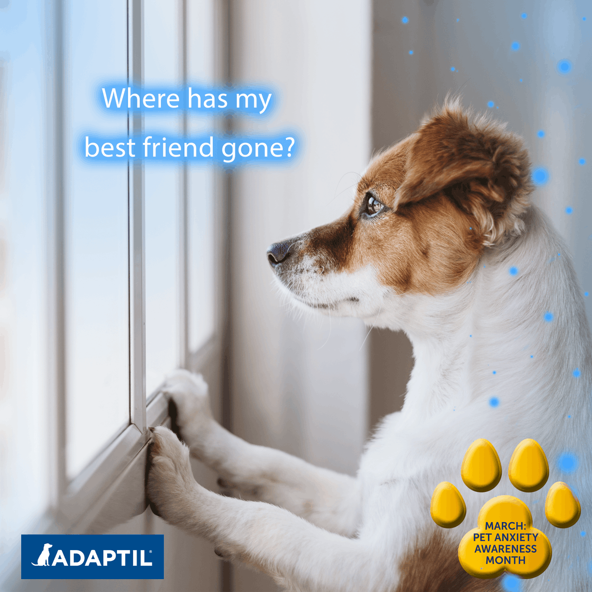 Adaptil's tweet photo. Dogs are very sociable animals so it's no surprise that separation anxiety is the most common canine anxiety reported by owners. There are things you can do to help your dog cope better alone...

Read our blog to find out more ➡️ https://t.co/qFmTstj9fj https://t.co/alP5REsohr