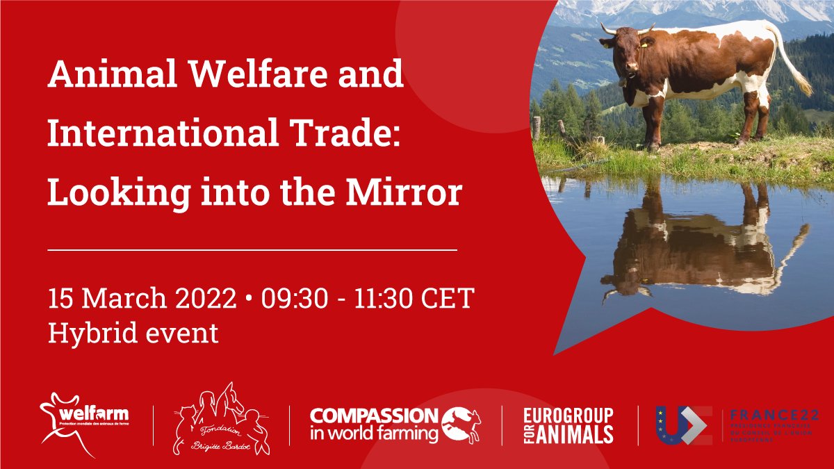 Act4AnimalsEU's tweet photo. ⏰ Starting in 1 hour: Join us to discuss #MirrorMeasures 🪞 &amp; the trade dimension of the #AnimalWelfare 🐄 legislation revision.
➡️https://t.co/9uDNh9EIcN https://t.co/ie6uGt2Z35