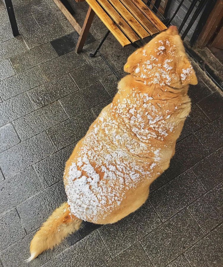 -¿Como se llama tu perro? -Chapata.