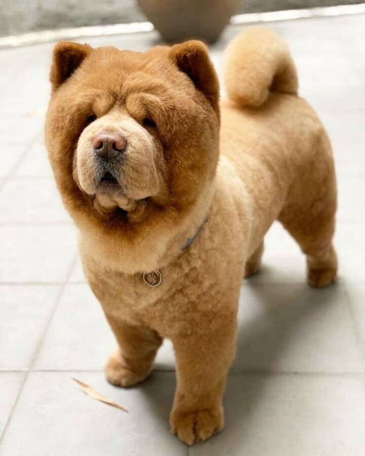 DogNeedsBest's tweet photo. Happiness is a warm puppy
#dogs #dogsofinstagram #doglover #chowchow #cutedogs #instadog #instapet #DogNeedsBest https://t.co/B09m2L9sO9