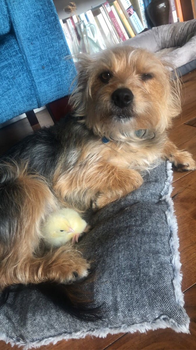 NorthgateSchoo1's tweet photo. Look at our chicks making friends this weekend! 😍 https://t.co/aDayNHbFS6