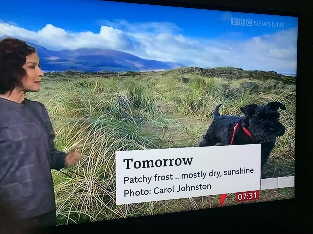 Ticketybooo's tweet photo. Oscar on the #BBCniweather 😍 that has made my day! Thank you @WeatherCee #schnauzer #happydog #dogslife #codown #mournes #murlough https://t.co/4HM6NhZRd5