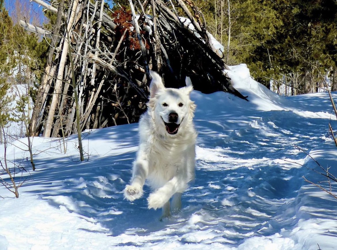 GrandCoSheriff's tweet photo. ❄️Joyful moments like this are #whyIseesay. We not only ❤️ the world &amp; nature around us, but one another as well. ❄️
 
If U see or hear something concerning call #GrandCounty’s non-emergency Dispatch 970-725-3311. Always 911 in emergency.
 
📸Courtesy~Kerry Demandante https://t.co/UJCWJsWkv8
