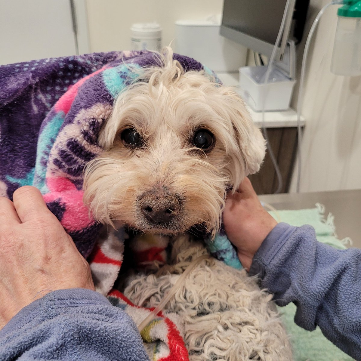azulmarin's tweet photo. Last night, I made the difficult decision to put Lana to sleep. She did not have a good prognosis. 
I hope I gave her the best life possible and that it was the right time. I am grateful to her for spending 12 years of her life with me.    💔 https://t.co/3l18FMjYhu