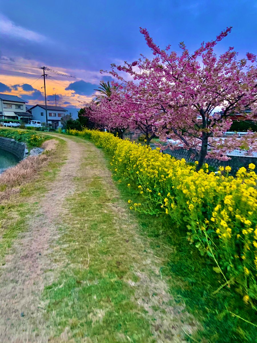 lavpurple28's tweet photo. Busy sa feeds ko sa fb mga post ng frnds ko about sakura sa 🇯🇵, inggit tuloy ako☹️😅 Here's mine,taken last year😁
missing 🇯🇵!🌸
#PinkSakura
#WhiteSakura https://t.co/H2zszx9qhb