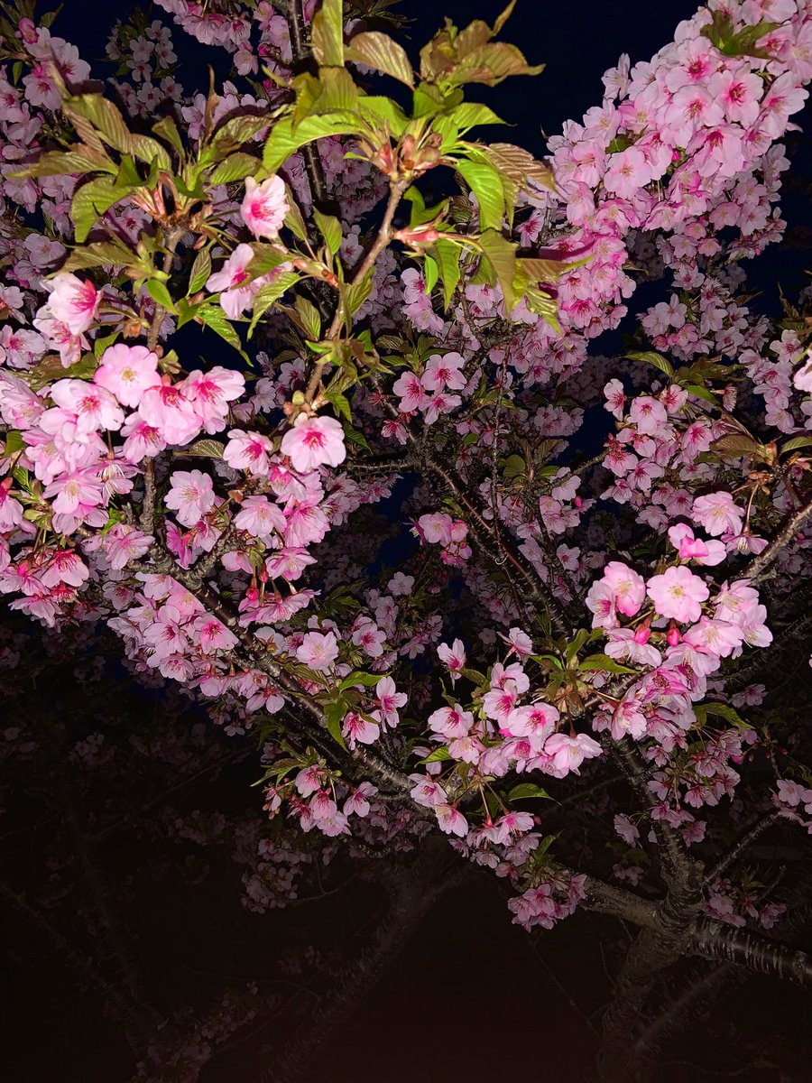 lavpurple28's tweet photo. Busy sa feeds ko sa fb mga post ng frnds ko about sakura sa 🇯🇵, inggit tuloy ako☹️😅 Here's mine,taken last year😁
missing 🇯🇵!🌸
#PinkSakura
#WhiteSakura https://t.co/H2zszx9qhb