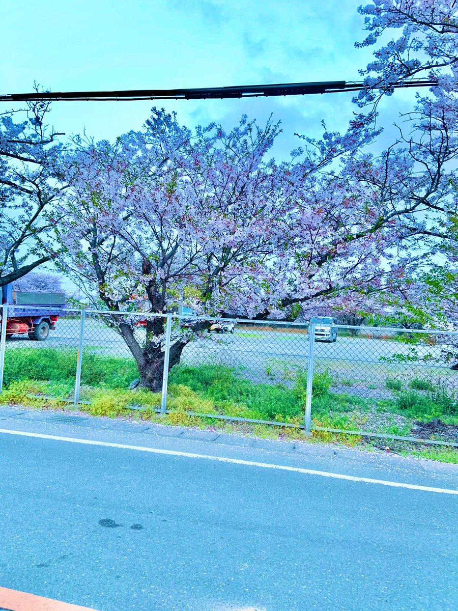 lavpurple28's tweet photo. Busy sa feeds ko sa fb mga post ng frnds ko about sakura sa 🇯🇵, inggit tuloy ako☹️😅 Here's mine,taken last year😁
missing 🇯🇵!🌸
#PinkSakura
#WhiteSakura https://t.co/H2zszx9qhb