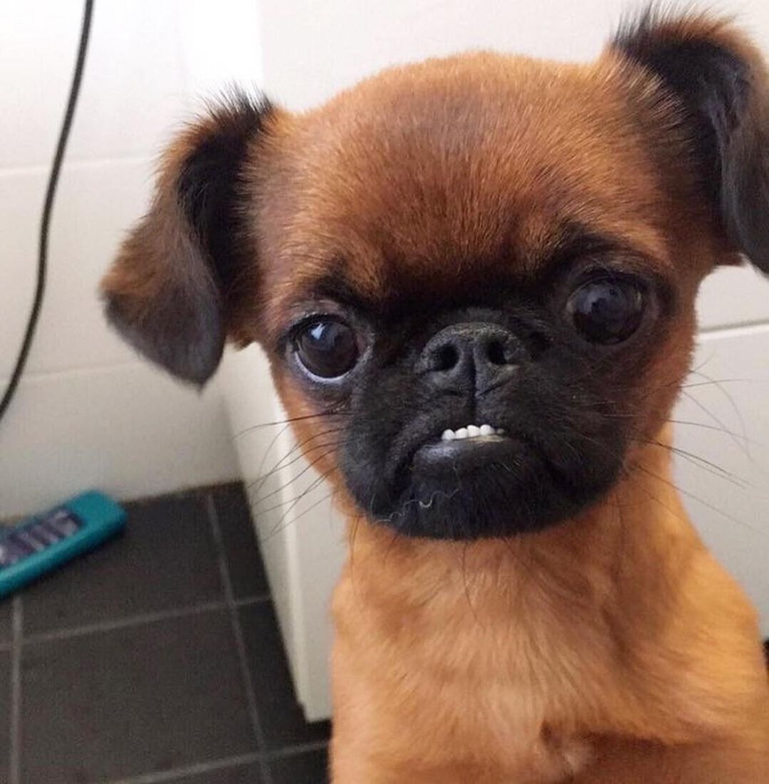 Who love this #pug 
#dog #puppy #Pugdoge