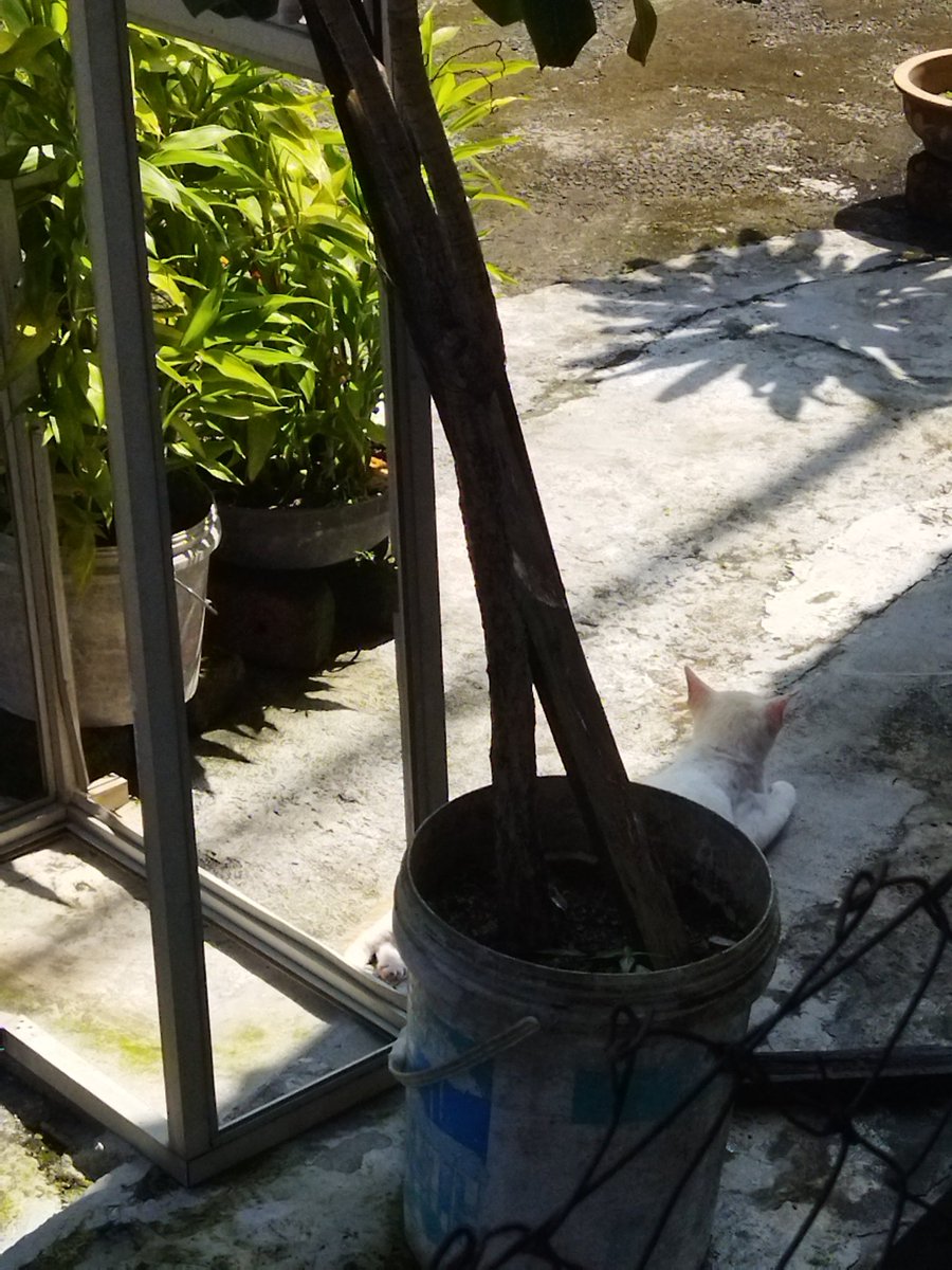 2019kaidouphobe's tweet photo. sunbathing https://t.co/70mfJ312ve