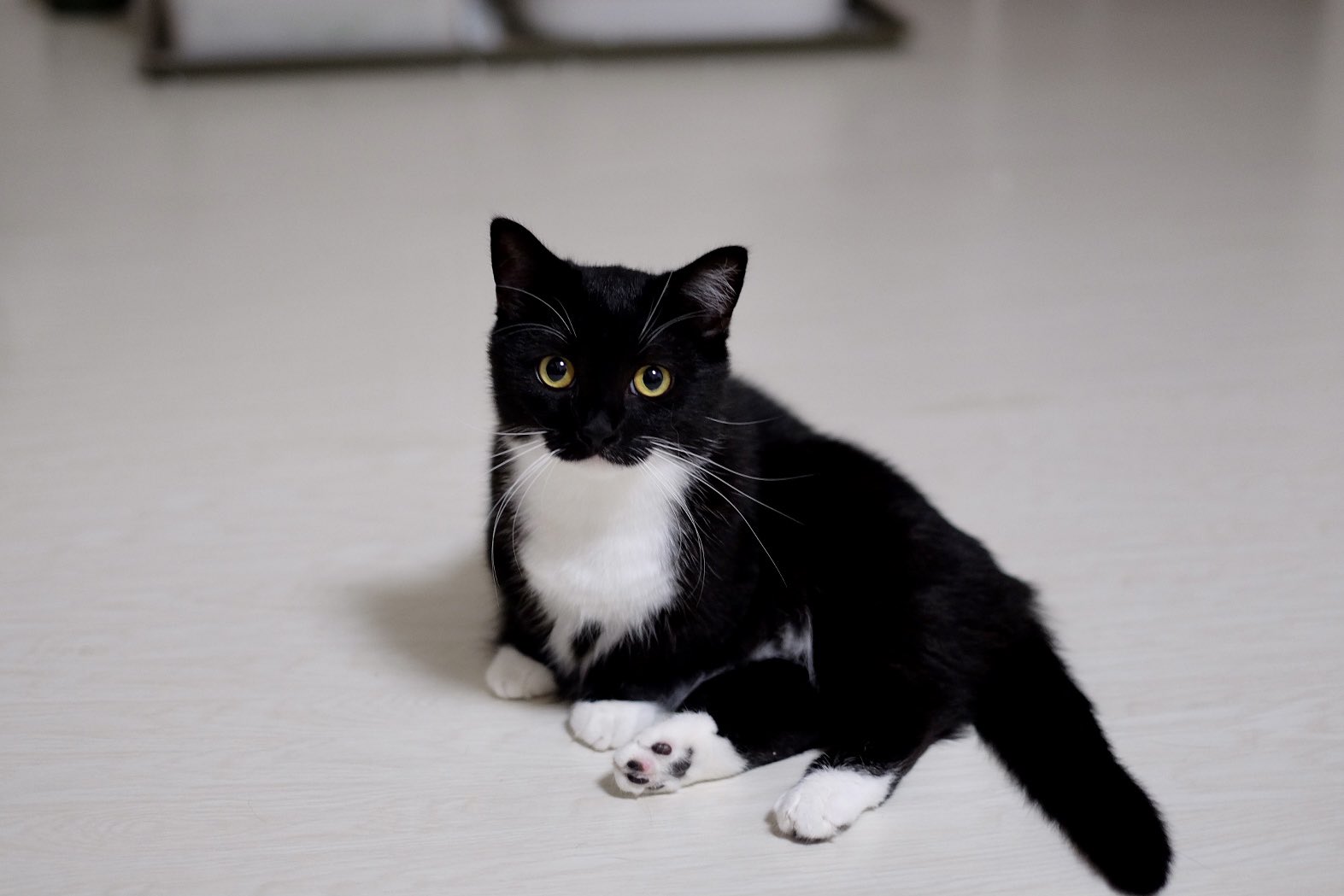 うに ねこ休み展 Unicouniuni3 Twitter