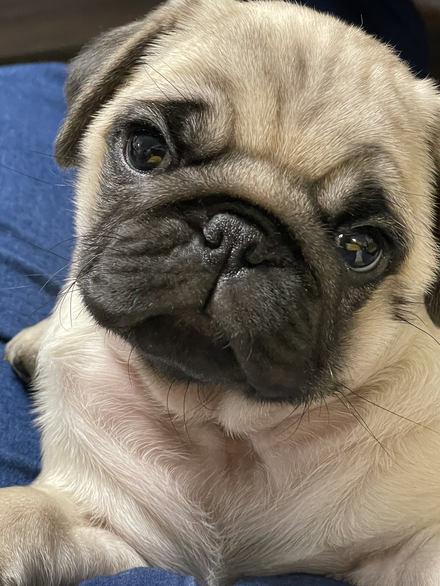 こんちゃんさま専用 こんちわコンちゃんお昼ですょ！2024,09,09#近藤光史#シルク