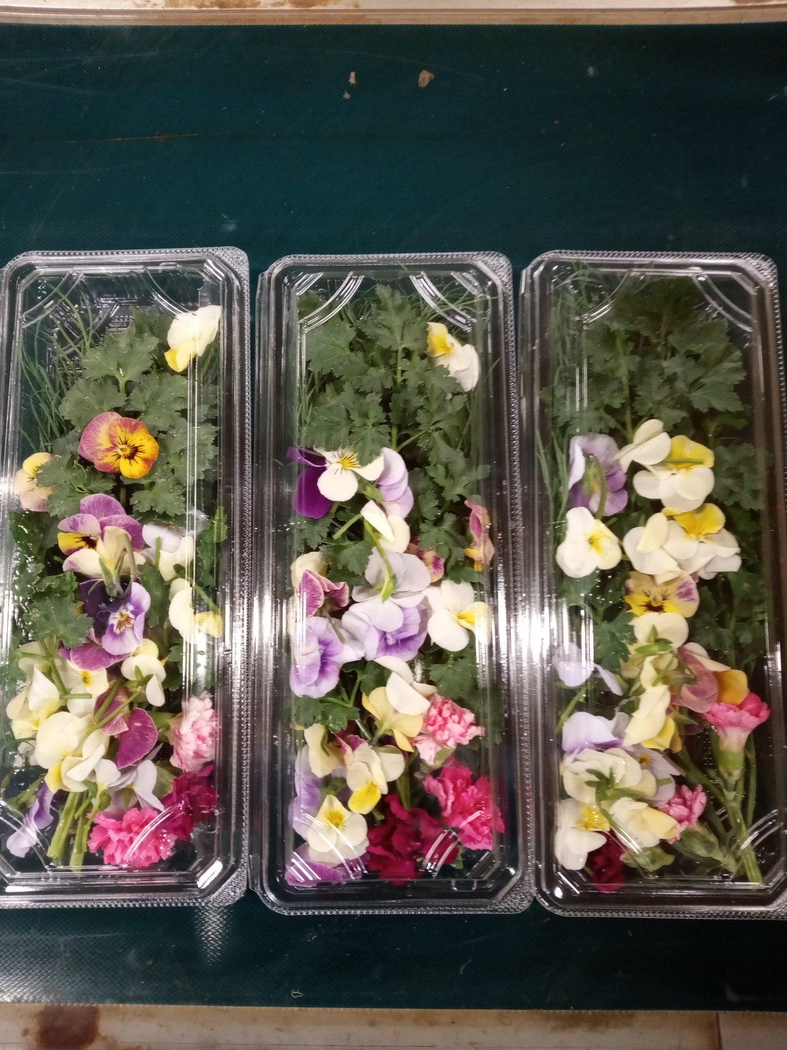 Tweets With Replies By 有機農園モアーク Organicmoarc Twitter