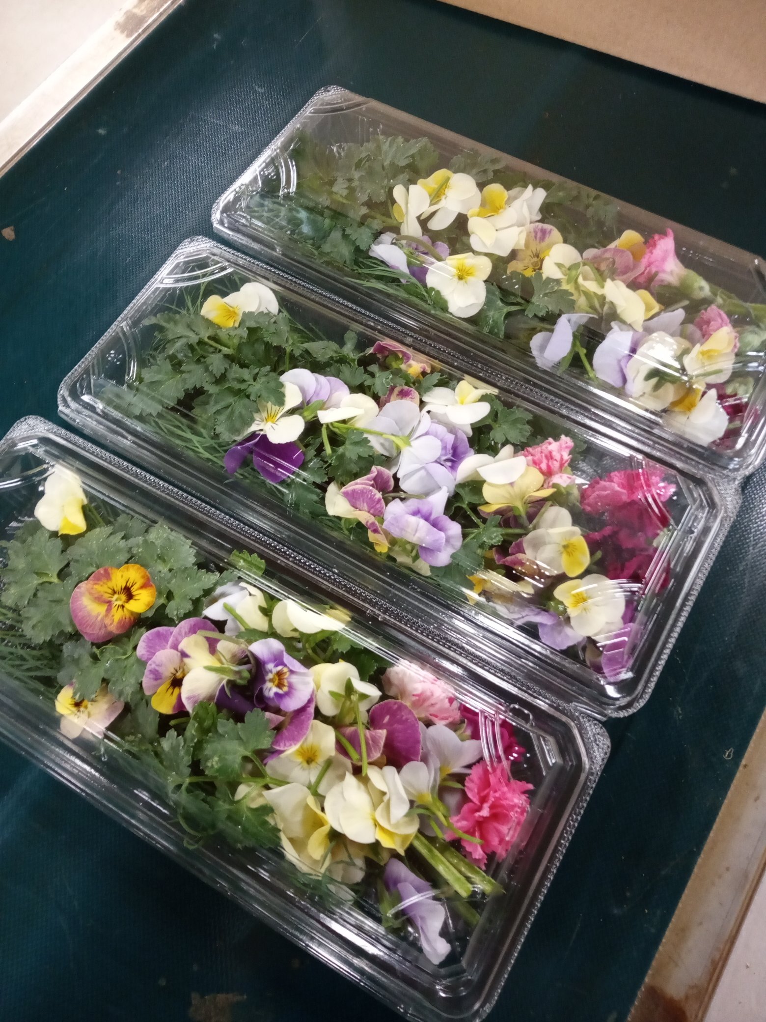 Tweets With Replies By 有機農園モアーク Organicmoarc Twitter