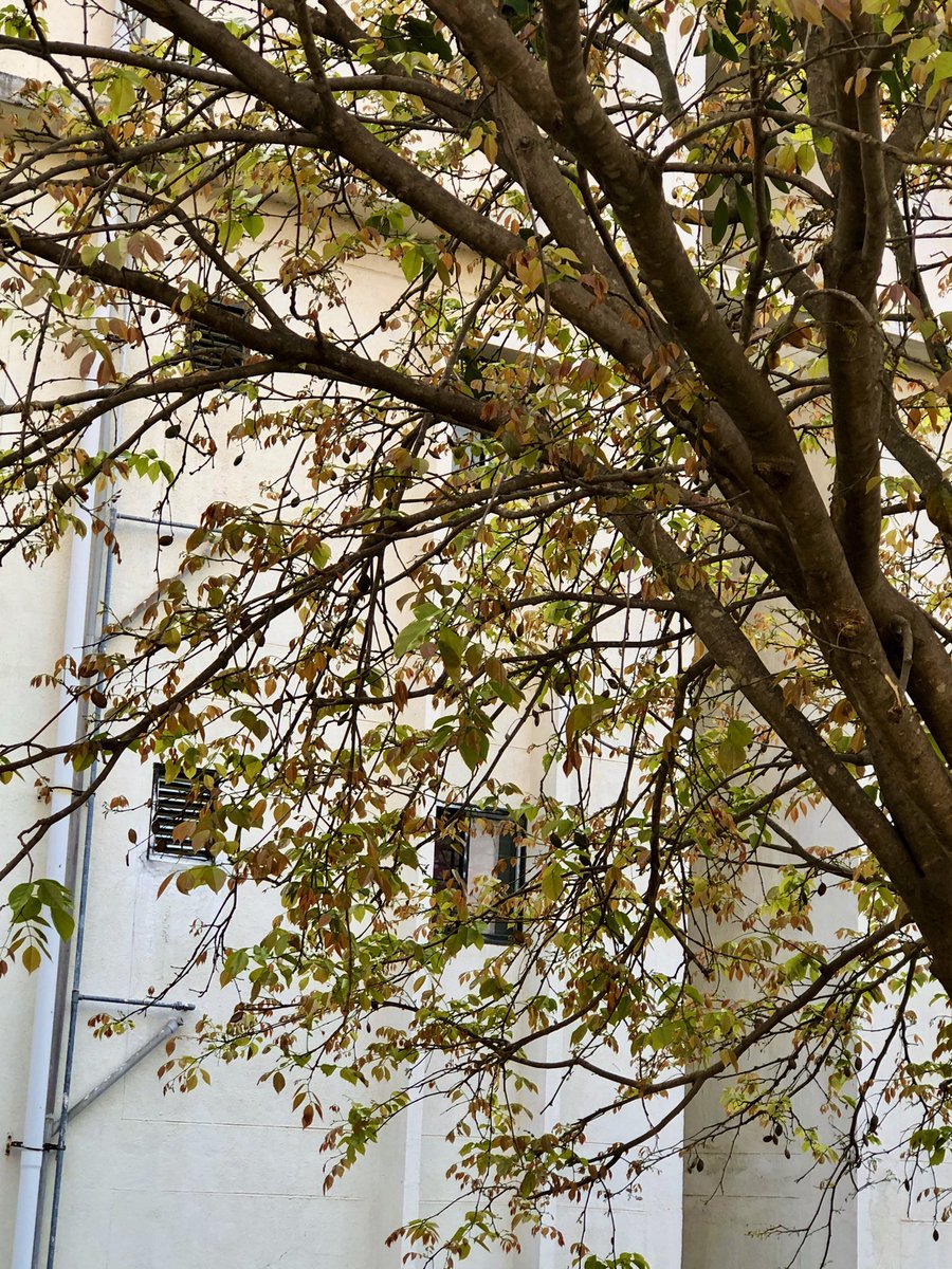vrundavs's tweet photo. #pongamiapinnata 🌳
Fresh leaves in some…flowers in some…
#trees #wildtrees #marchtrees #vrupix https://t.co/yCfuHWdCNQ