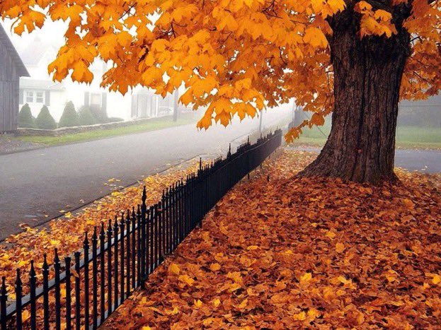 ll8xc9's tweet photo. الورقه التي لم تسقط في فصل الخريف 🍂 
خائنةٌ في عيون أخواتها، وفيةٌ في عين الشجره، و متمردةٌ في عين الفصول،،
فالكُّل يرىٰ الموقف من زاويته
صباح الخير https://t.co/2PLROIfFxc