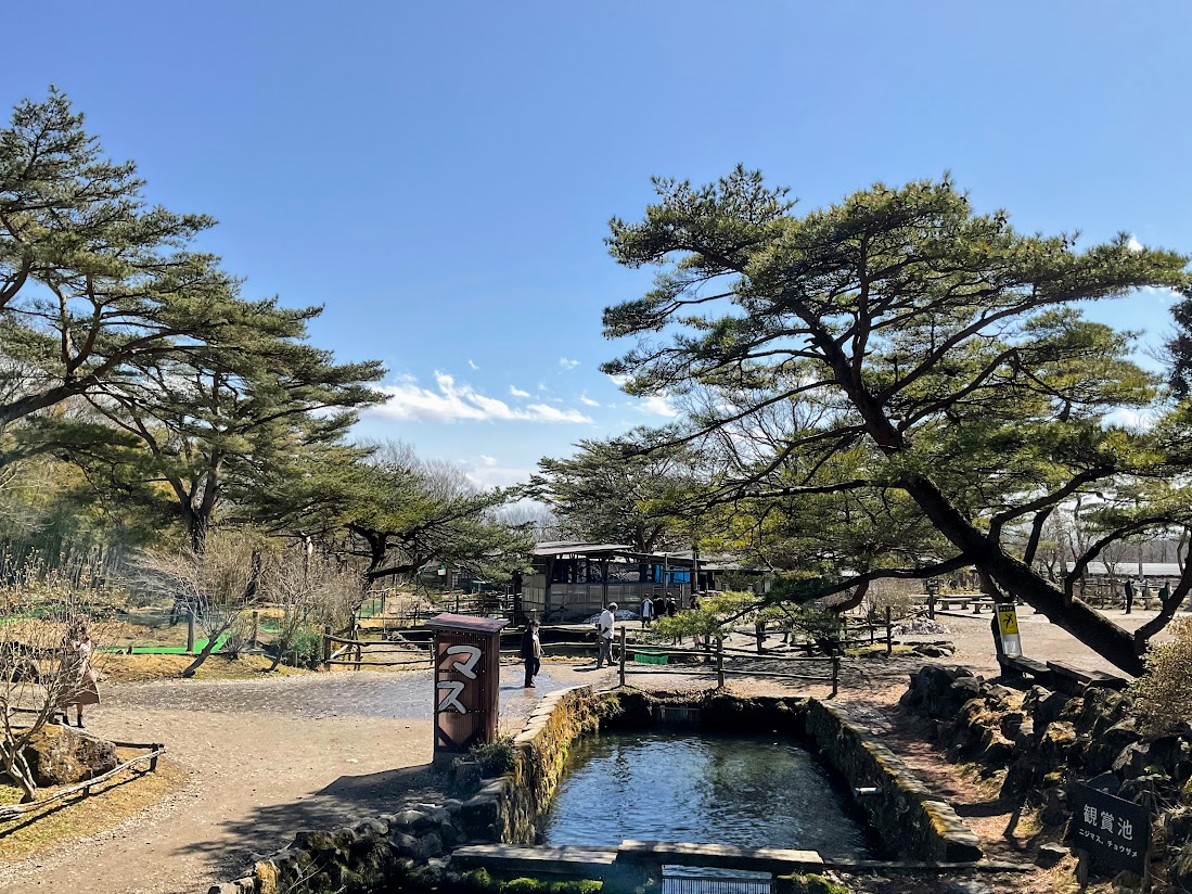 那須高原 南ヶ丘牧場 今朝は濃い霧が出ていましたが 予報通りお昼頃には青空のいいお天気になりました 現在気温は15 です ただ風が強く吹いています 花粉がたくさん飛びそうですね 雪の下にあったパンジーの花が咲いていました 冬を乗り切った