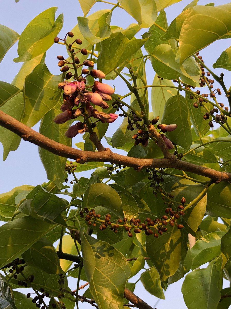 vrundavs's tweet photo. #pongamiapinnata 🌳
Fresh leaves in some…flowers in some…
#trees #wildtrees #marchtrees #vrupix https://t.co/yCfuHWdCNQ