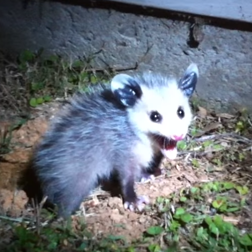 Possumeveryhour.io tweet media