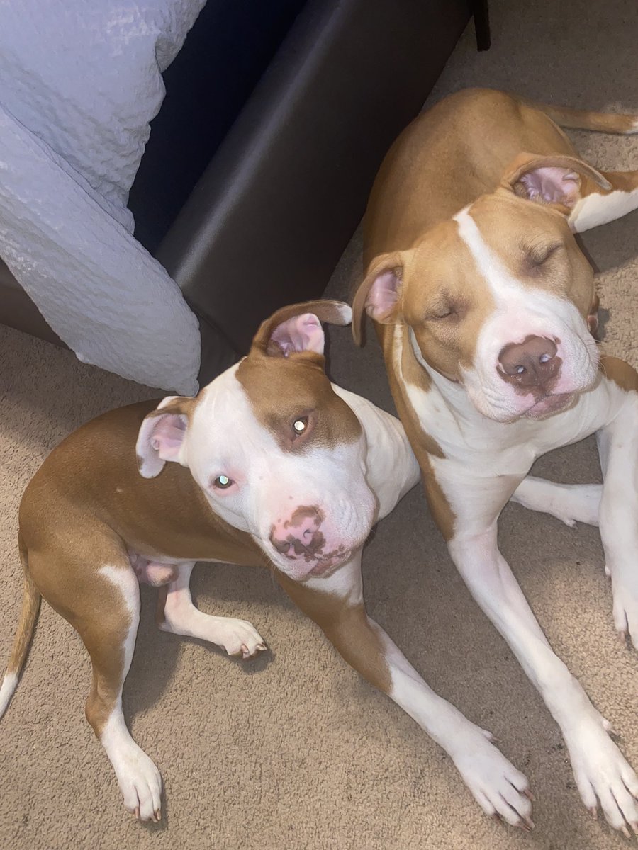 Deucey is so photogenic🥰😭😍 Ace has never liked the camera lol