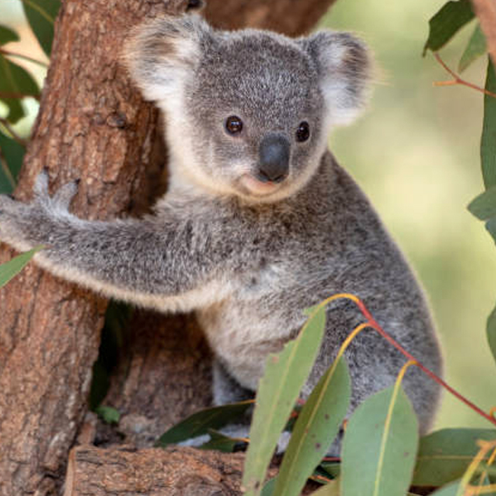 We need the Koala Protection Act. Share with everyone you know.
#KoalaProtectionAct