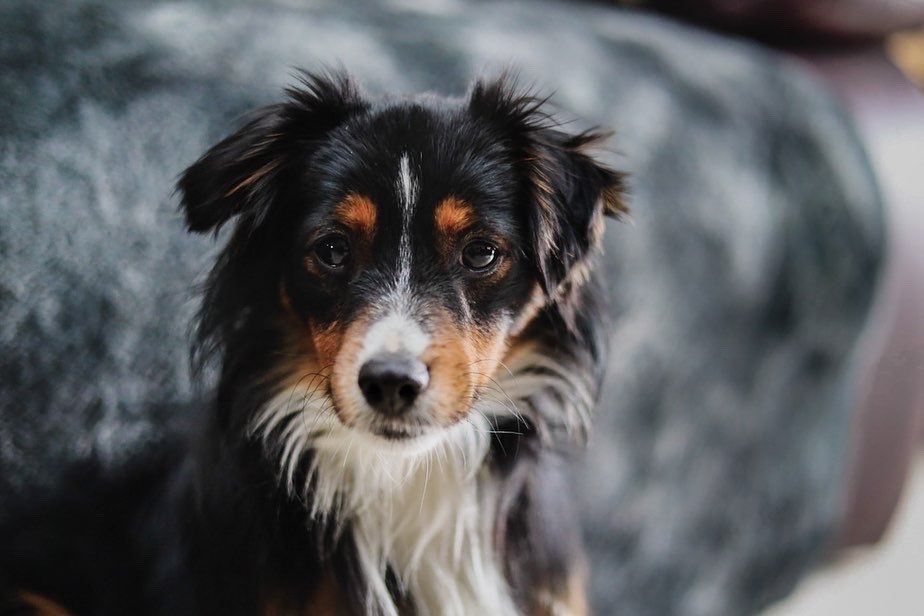 Reply with a photo of your heart dog ❤️
.
#heartdog #twitterdogcommunity #dogtwittercommunity #DogsofTwittter #DogCommunity #DogsBehavingVeryBadly #reply #DogsAreFamily