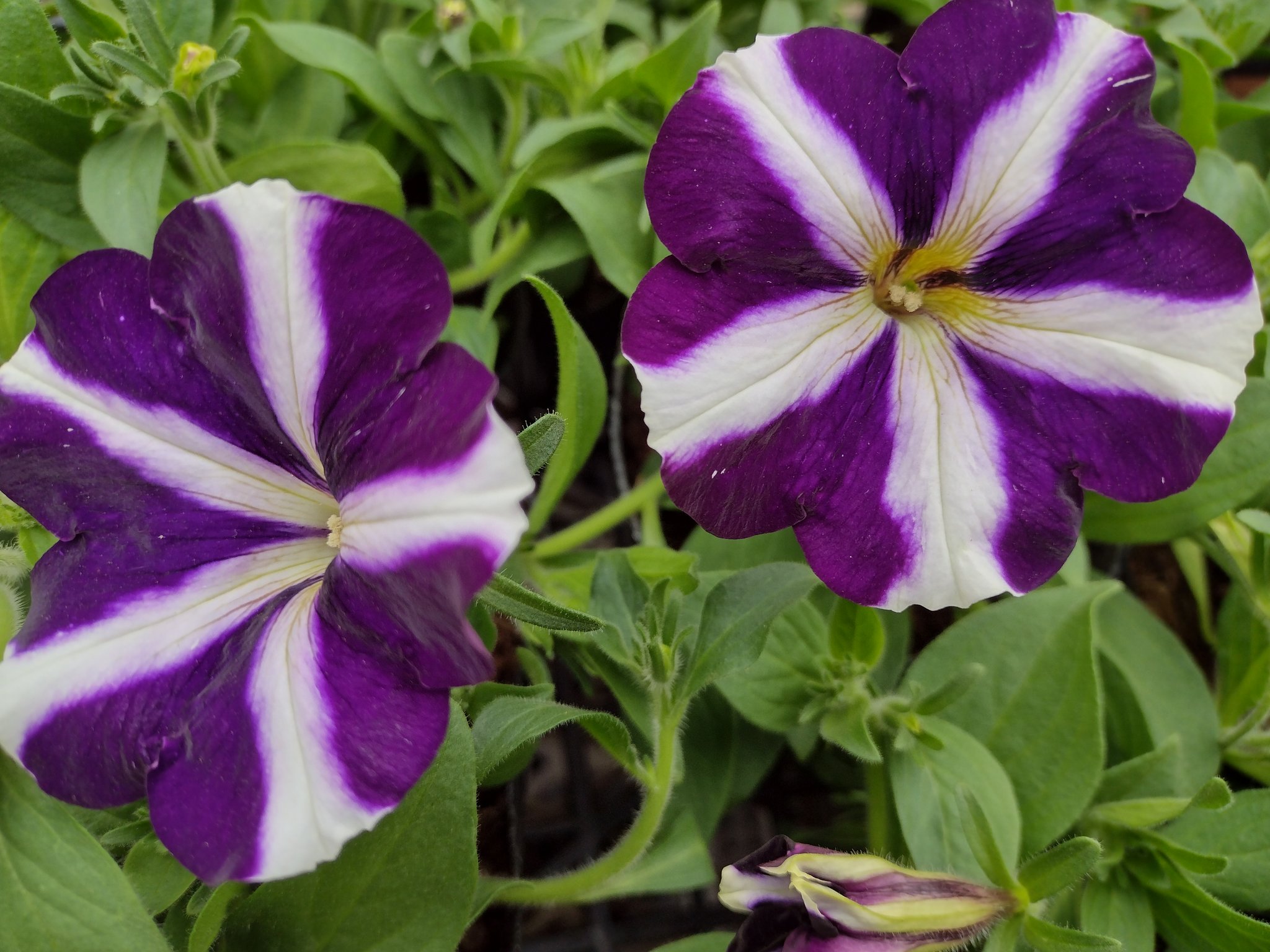 軒先堂 暖かい日が続くと ペチュニアも花を開き始めます エムアンドビーフローラのアモーレ サフィニアに似た性質で 一株で ドーム型に広がります メーカーから素敵なペチュニアが各種出ているので 色々植え比べも楽しいですね 楽しい1日を