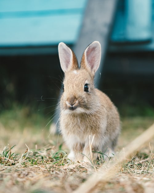 Bunnies (@rabbiteveryhour) on Twitter photo 