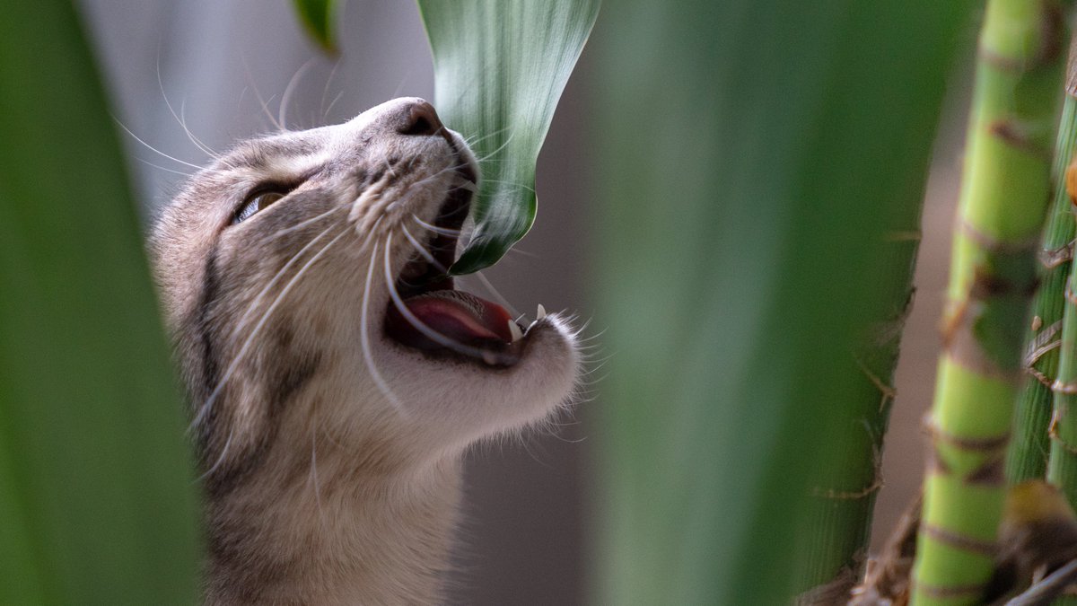 MRFRScats's tweet photo. Cat got your #plant?
🌱 Remove plant material from your cat’s hair, skin, &amp; mouth if you can do so safely
🌱 Keep your #cat confined in a safe space
🌱 Call Pet Poison Helpline @ 855-764-7661 or ASPCA Animal Poison Control @ 888-426-4435
🌱 Take your cat to your veterinarian https://t.co/MOkLfV0V9y