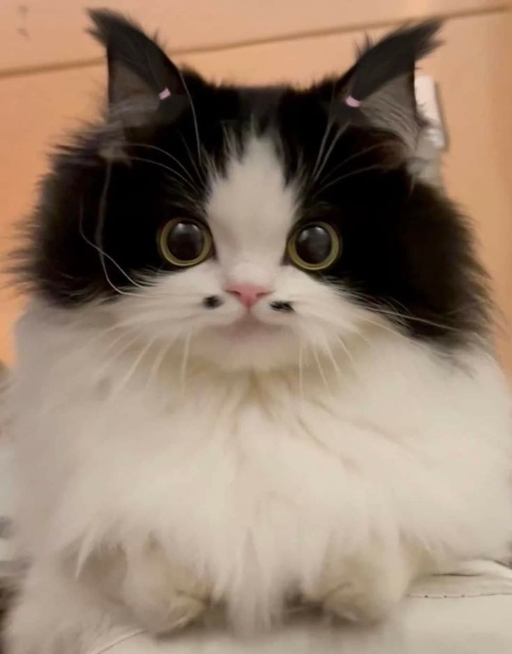 petsfess's tweet photo. 🐈‍⬛ Ini jenis apa si gemoy banget ada tahi lalatnya https://t.co/0p2xrHUtcQ