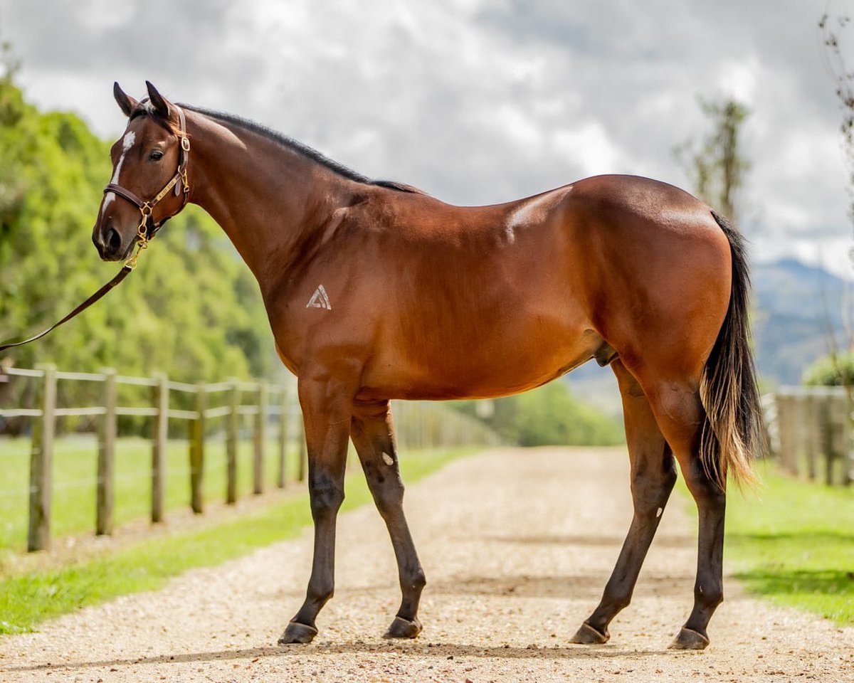 ejazhuss's tweet photo. @Aliststud Our athletic colt Lot 38 goes to the final bid of astute judge and horseman Mark Kavanagh. Mark also purchased his 1/2 brother Beldivian from our draft and this is the family he knows too well - the family of his Cox Plate winner Maldivian!!@MarkKavanaghRac https://t.co/CHxOwGzvZ9