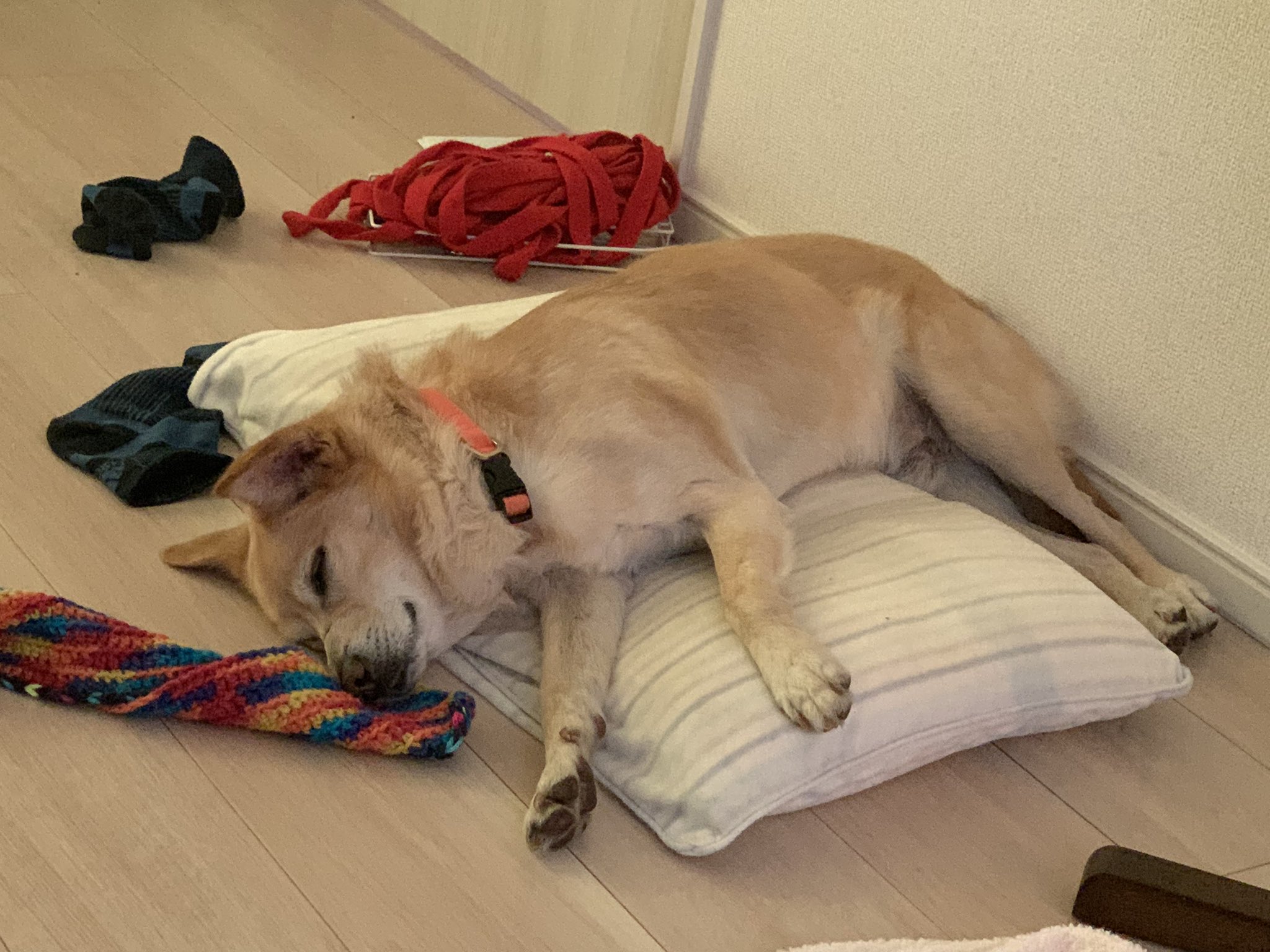 Takeuchi San 爆睡中 生芽https T Co Uxcpwvapws Twitter