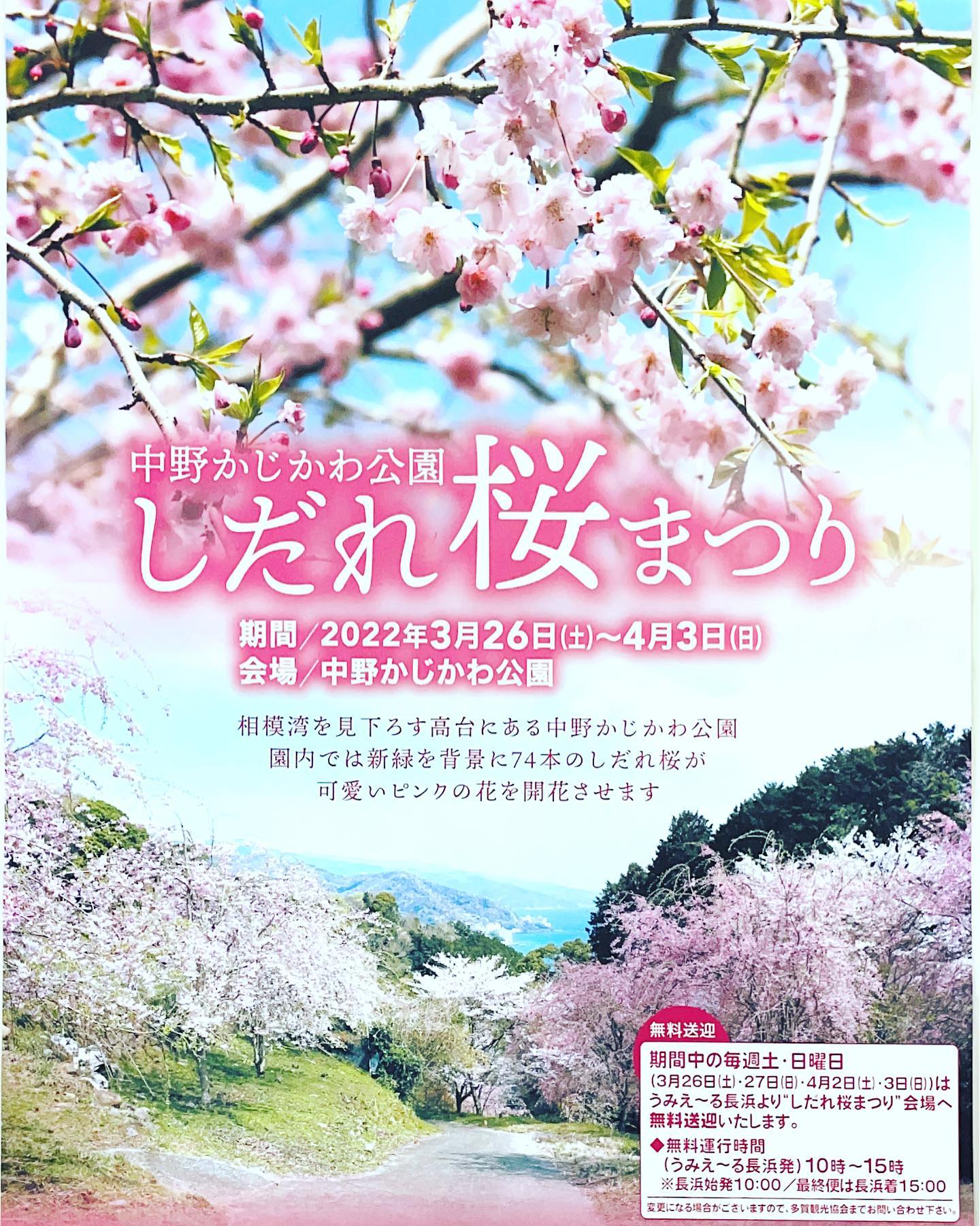 中野かじ川公園しだれ桜まつり Twitter Search Twitter