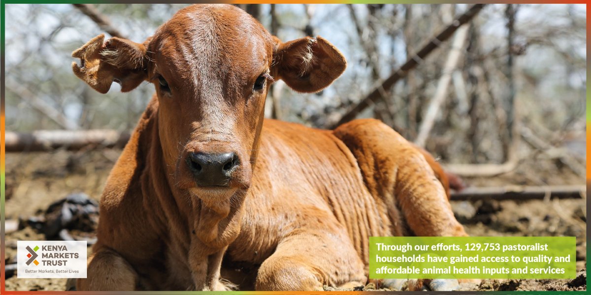 Growth in Kenya's #livestock sector has clear potential for reducing poverty.

Through our efforts, 129,753 pastoralist households had gained access to quality and affordable animal health inputs and services as of 2020.

kenyamarkets.org/livestock-rese…

#BetterMarketsKe #KenyaMarkets